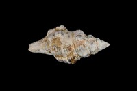 藏品(多稜旋螺)的圖片